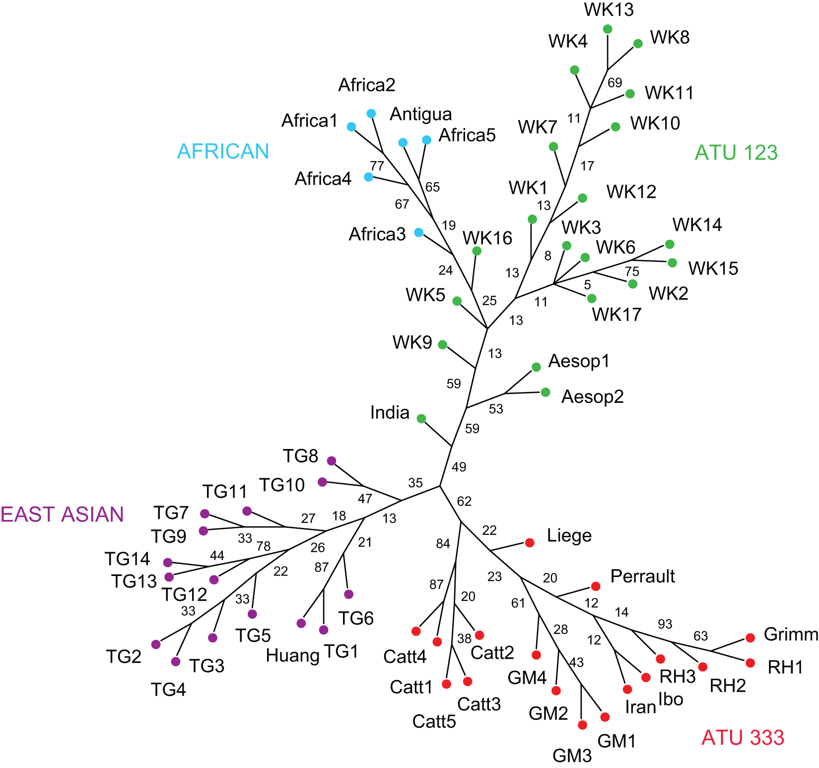 Maximum parsimony tree of Little Red Riding Hood (Tehrani 2013, fig. 2)