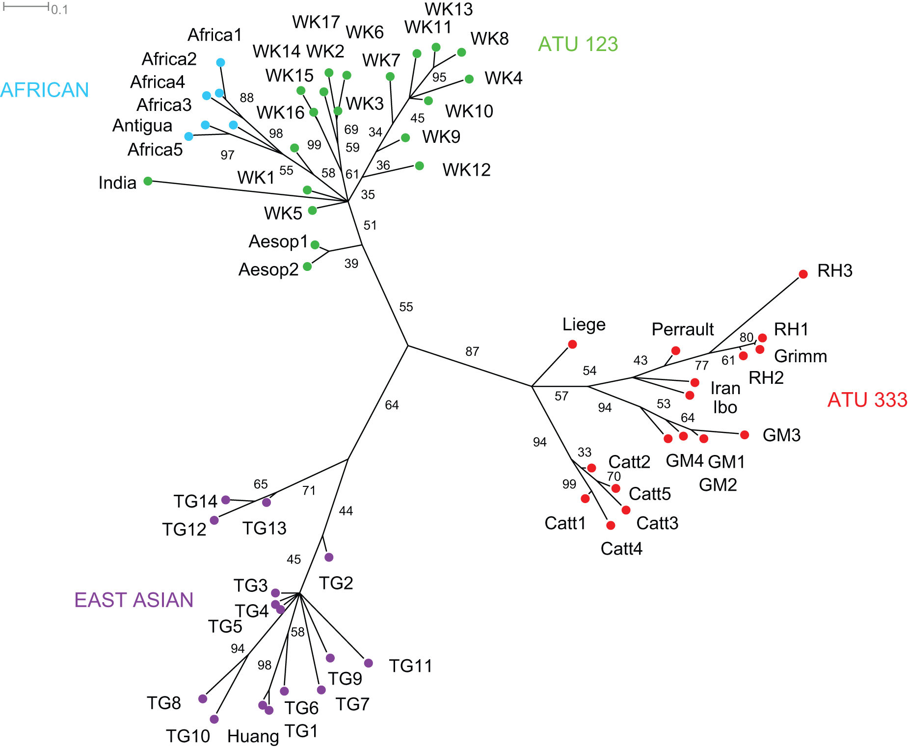 Bayesian tree of Little Red Riding Hood (Tehrani 2013, fig. 3)