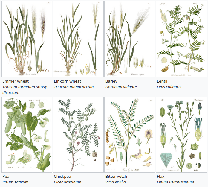 Illustrations of the eight founder crops: emmer wheat (Triticum turgidum subsp. dicoccum), einkorn wheat (Triticum monococcum), barley (Hordeum vulgare), lentil (Lens culinaris), pea (Pisum sativum), chickpea (Cicer arietinum), bitter vetch (Vicia ervilia), and flax (Linum usitatissimum)