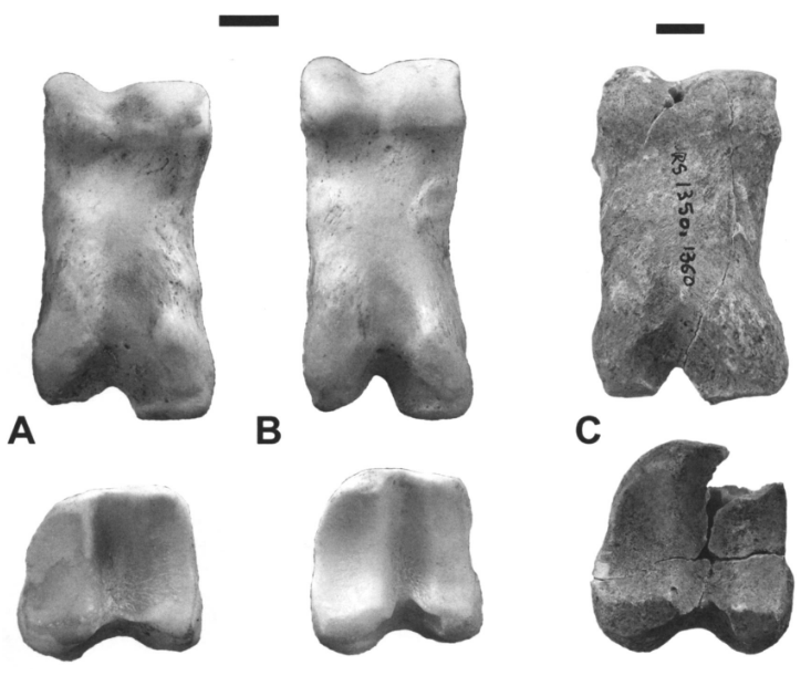 Photographs of three cattle phalanx bones, one visibly much older than the others.